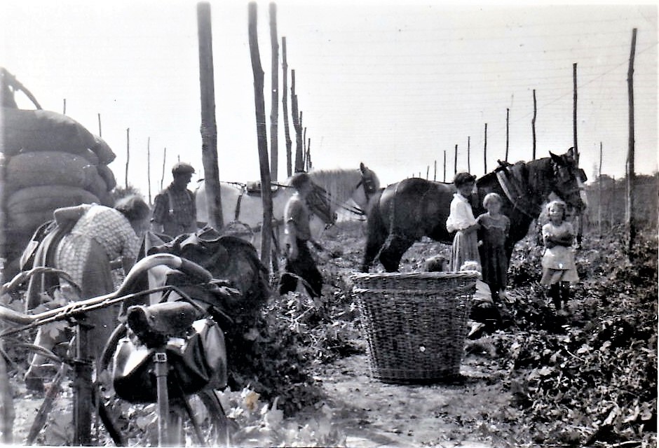 hop picking 1954 1