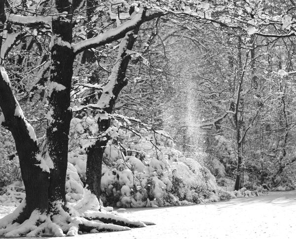 'Snow Flurry' by Marion of Hampstead Garden Suburb u3a