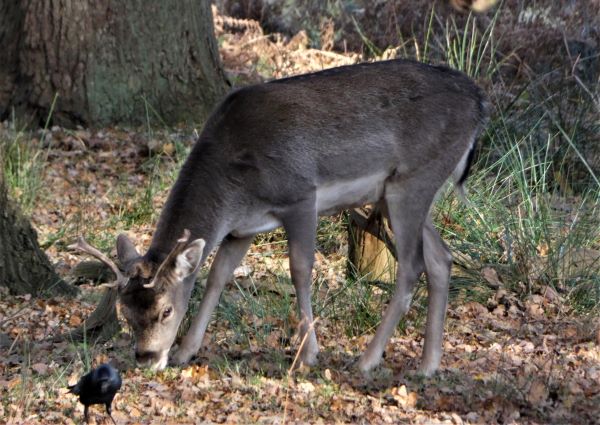 'Deer Friend' by Sandra of Hale & District and Knutsford & District u3a