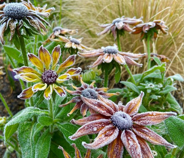 'Fading Flowers' by Alan Iyall of Leigh Estuary u3a