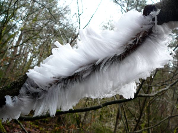 'Hair Ice' by Kath Kilcullen of Stewartry u3a