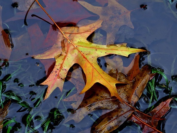 'Own Beauty' by Tessa Phillips of Potters Bar u3a