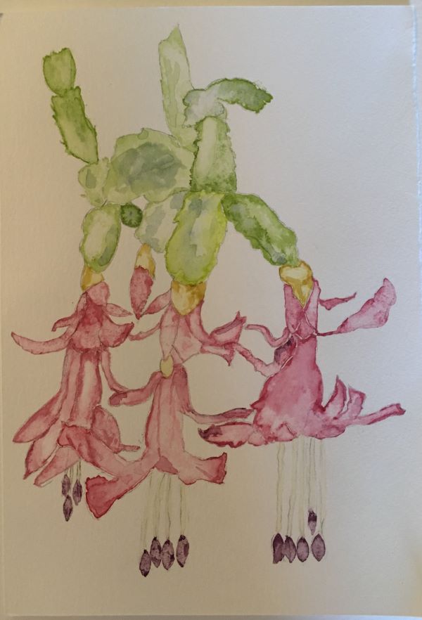 'Christmas Cacti' by Imelda Robinson, Syston and District u3a