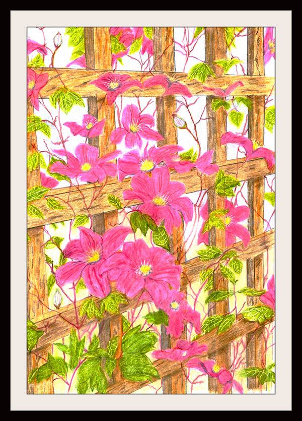 'Clematis' by Jacqueline Dughan of Burton-on-Trent u3a