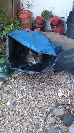 cat sat in a big blue bag outside 