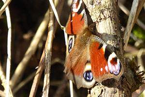 butterfly new interest group