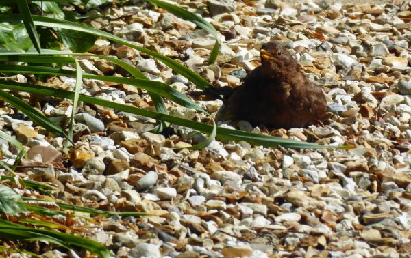 'Sunny and hot' by Mike Sharp of Melbourne Area Derby u3a