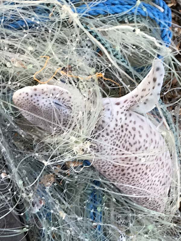 'Tangled up' by Helen Stiles of Eastbourne Central u3a