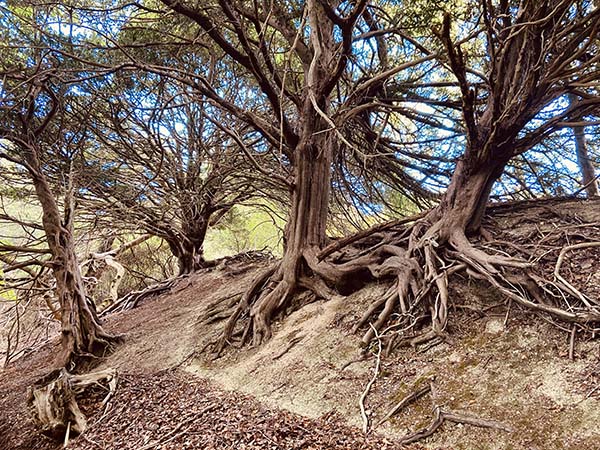 'If trees could talk' by Liz Whittaker of Caterham District u3a