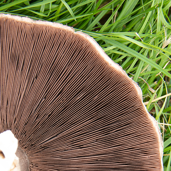 'Mushroom' by Brian Snelson of Hockley & Hawkwell U3A