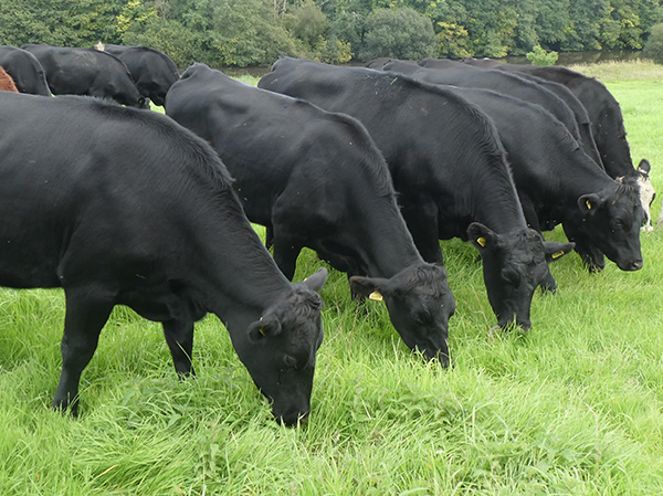 'Hampshire Cows' by Caroline Jauncey of Fleet U3A