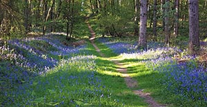 'Bluebells' by Elaine Castleford of Evesham & District U3A