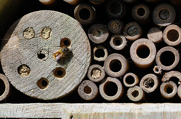 'Red Mason Bees' by Terry Waldron of Spire U3A