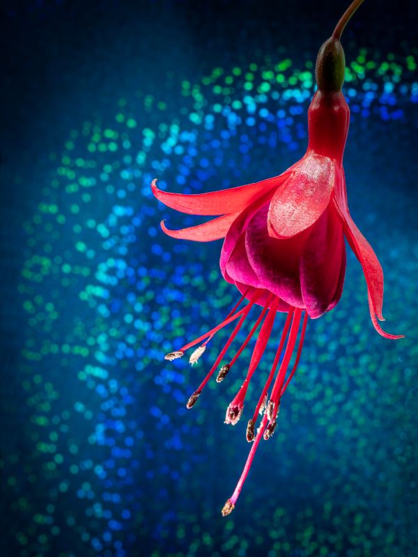 'Disco Dancer' by Rosemary Gibbs of Rugby u3a