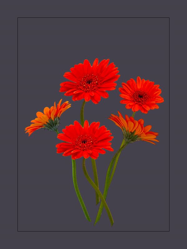'Gerbera' by Joyce O'Neill of Warsop and District u3a