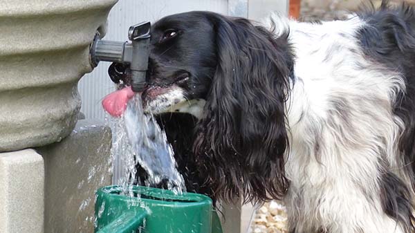 'Izzi' by Jennifer Roberts	of Honiton u3a