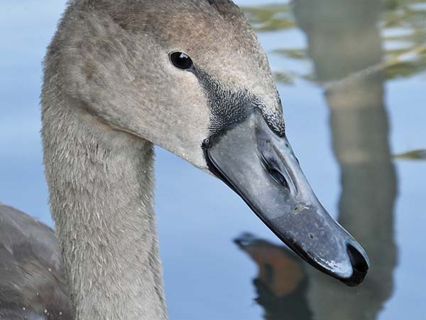 'In her mother’s image' by Angela Owen of Worcester Area Group u3a