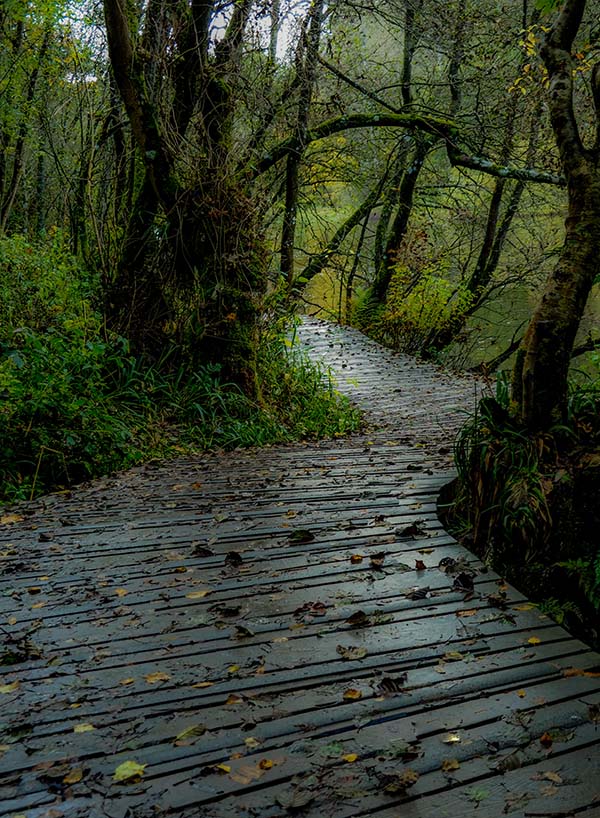 'Boardwalk' by Jane Thomson of Lanark & District u3a