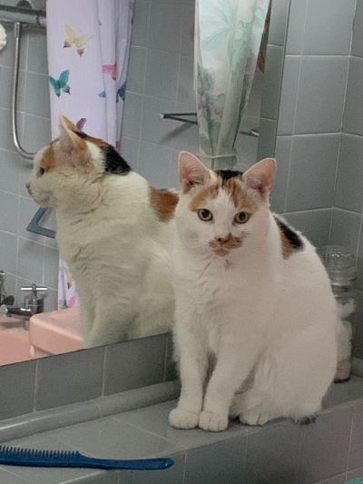Cat sitting on bathroom cabinet