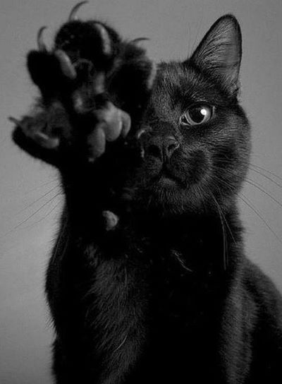 black cat reaching out towards camera with paw