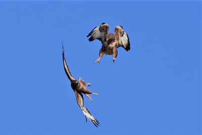 Two kestrels flying against a blue sky 