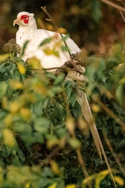 A white pheasant with red patch around its eye peaking out from bushes