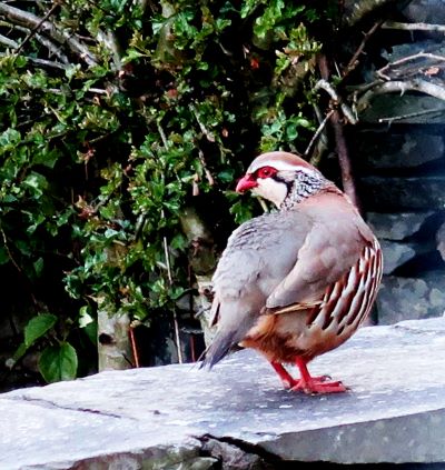 A red legged partridge standing on a ledge and looking over its shoulder 