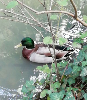 A mallard duck swimming 