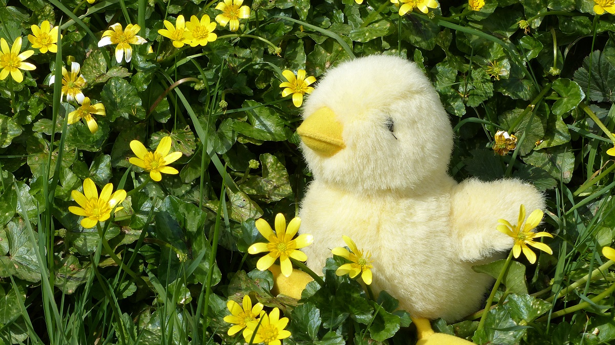 'Toy Ducks On A Bank' by Jenny Roberts of Honiton U3A