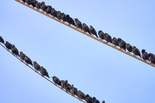 'Lines of Starlings' by John Guiver of Blackwater Maldon u3a
