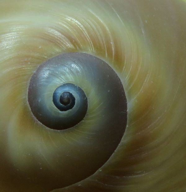 'The beauty of nature' by Ian Weatherley of Wiltham & District u3a