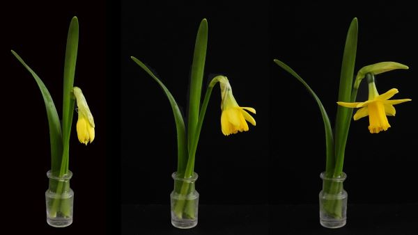 Narcissus by Sue Salmon of North Cotswold u3a