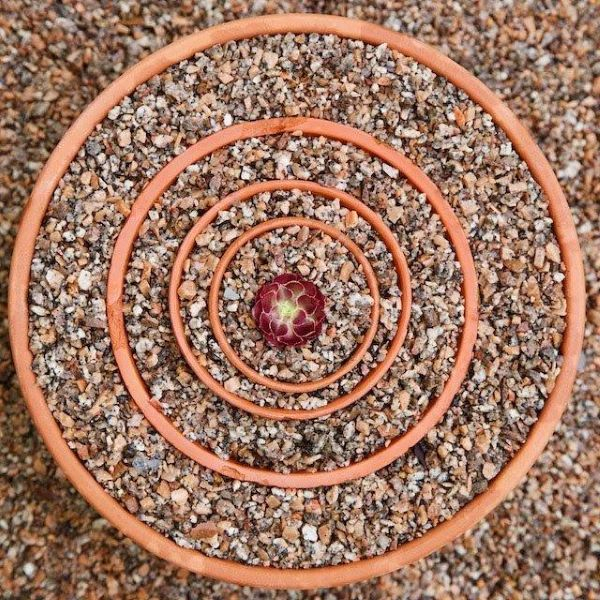 'Soft Centre' by Jonathan Bye of Sutton Bridge u3a