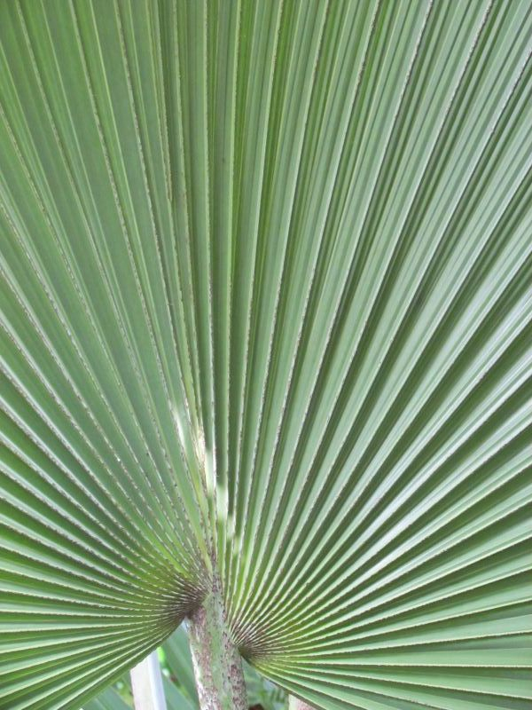 'Nature's Geometry' by Heather Quiney of Dunmow u3a