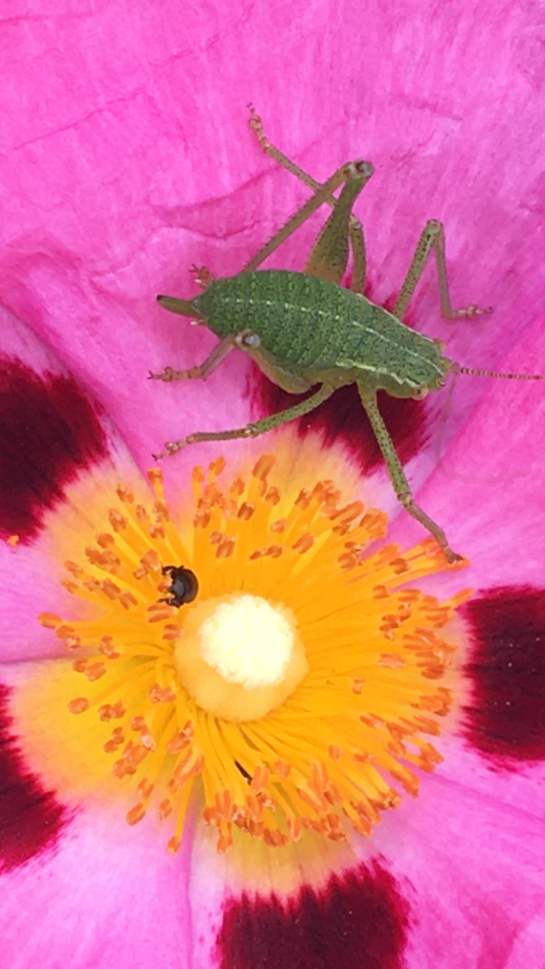 'Insects On A Rose' by Richard Thomas of Sudbury u3a
