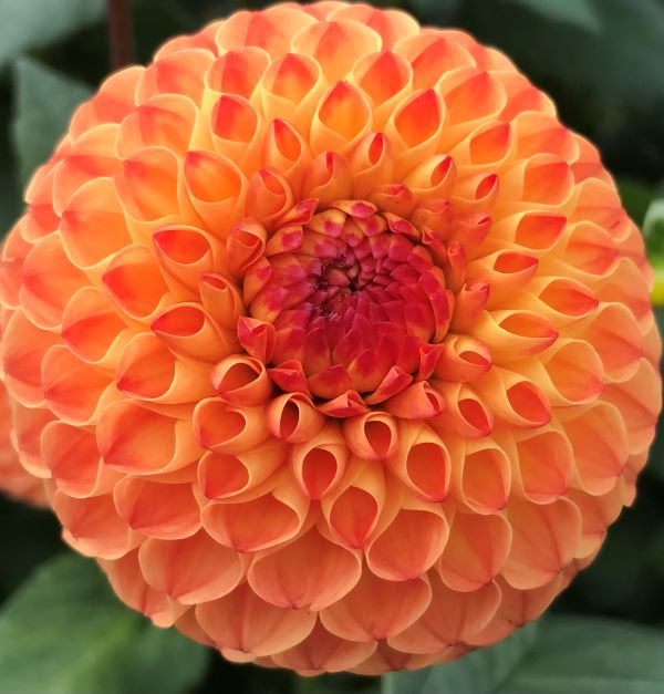 'Dahlia Folds' by Janet Jordan of Solihull and Balsall Common u3as