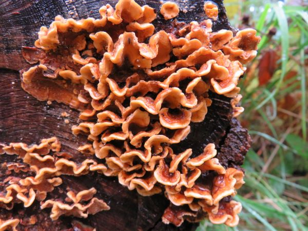 'Hairy Curtain Crust' by Mike Taylor of Dundee u3a