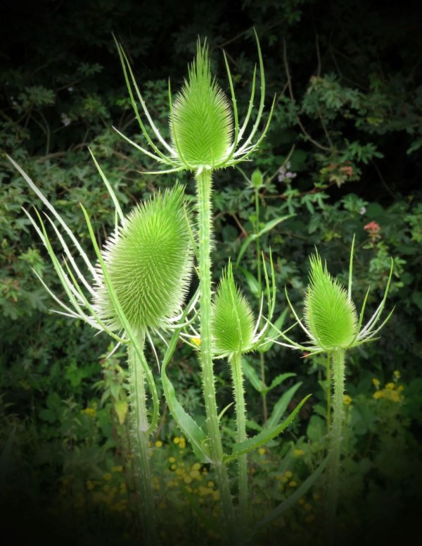 'Teasels' by Ian Weatherley of Wiltham & District u3a