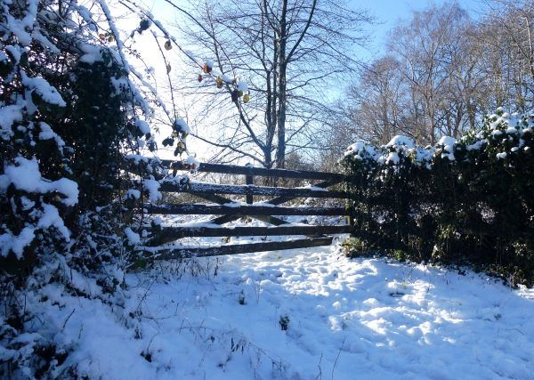 'When Snow Falls, Nature Listens' by Jim Melville of Balsall Common u3a