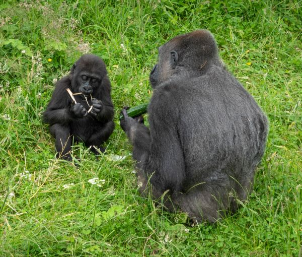 'Baby Gorilla With Mother' by Trevor Hosking of Knutsford u3a