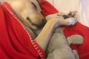 Pets of the Furred Age