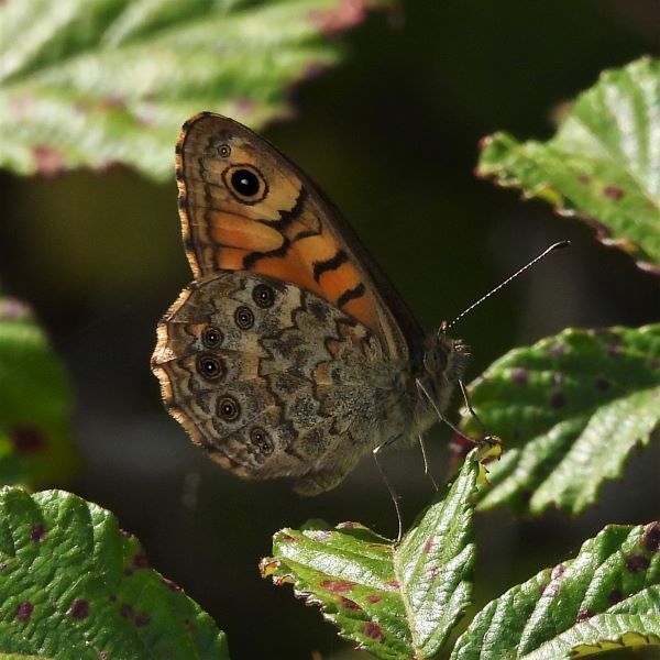 green leaves and a butterfly with brown and red wings