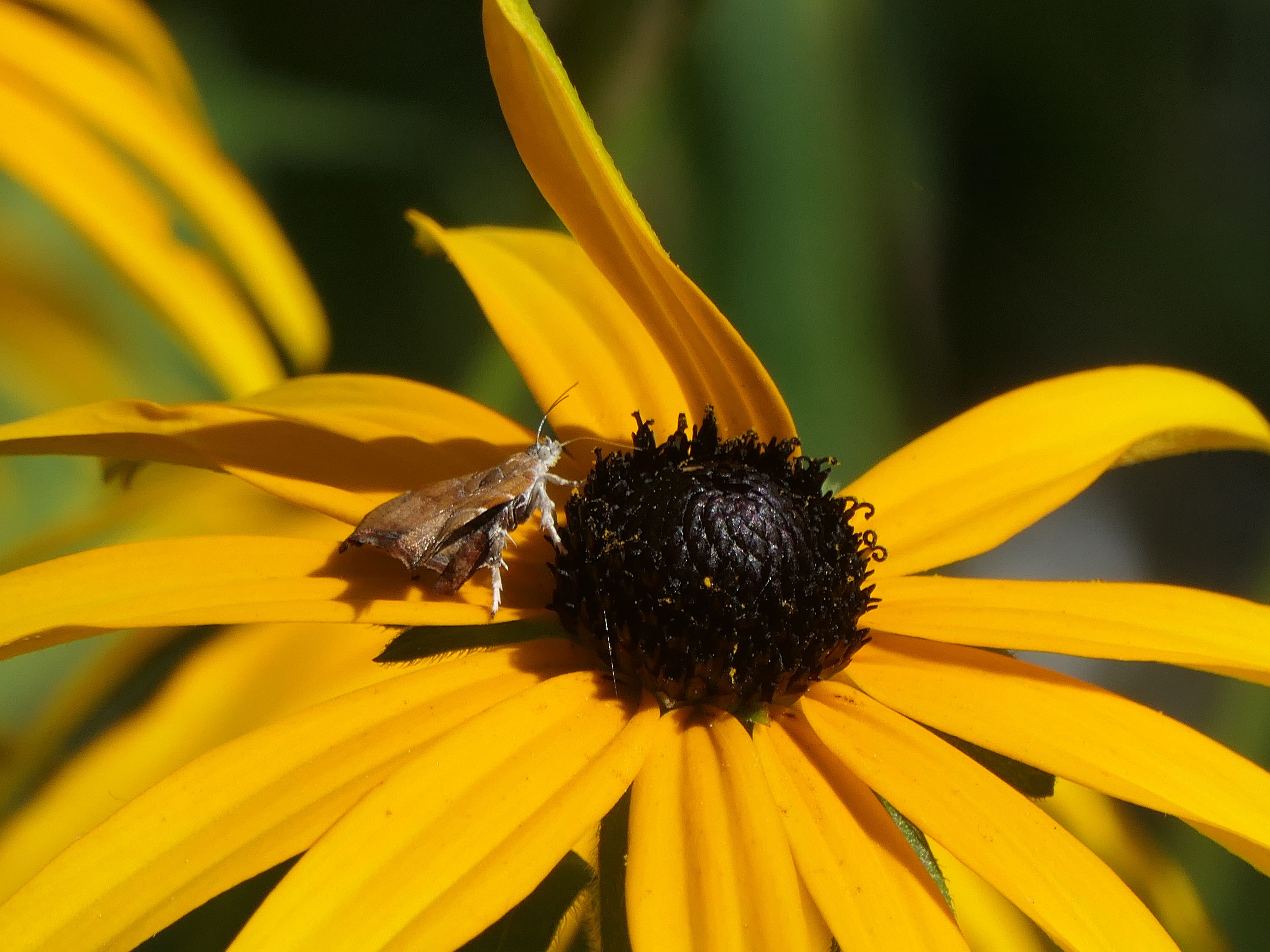 small insect on the black centre of a yellow petalled flower