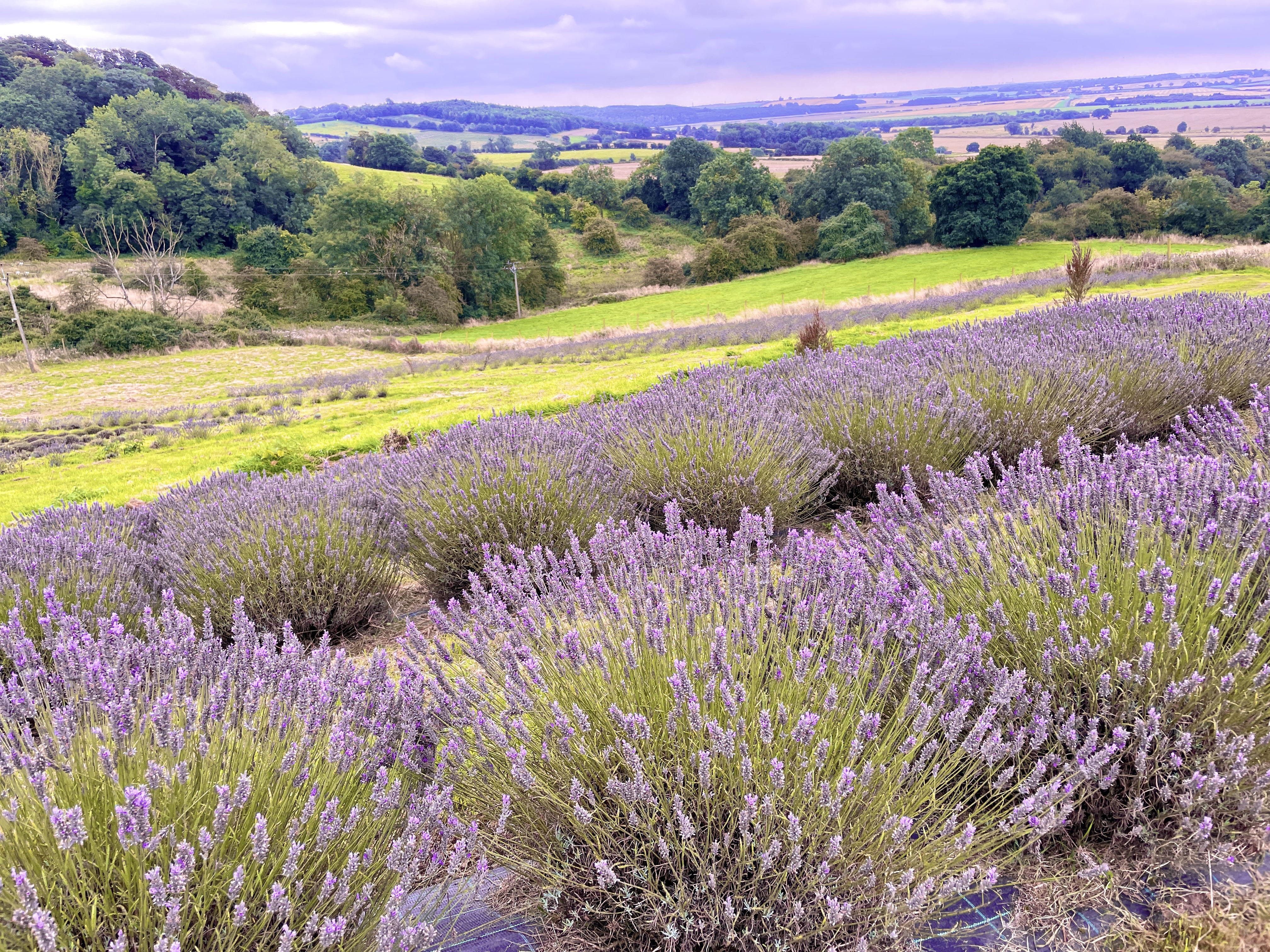 fields of lavender and rolling hills