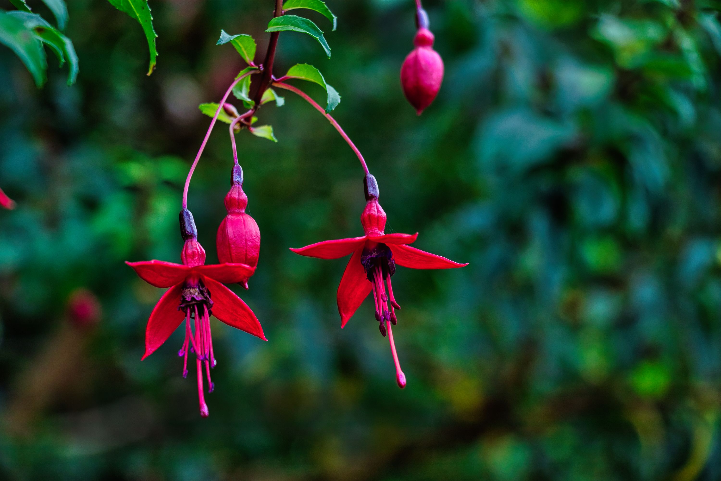 pink flowers hanging down green background