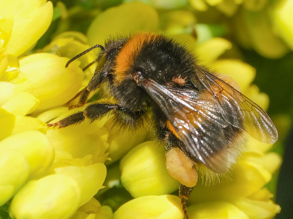 a small bee on a yellow flower