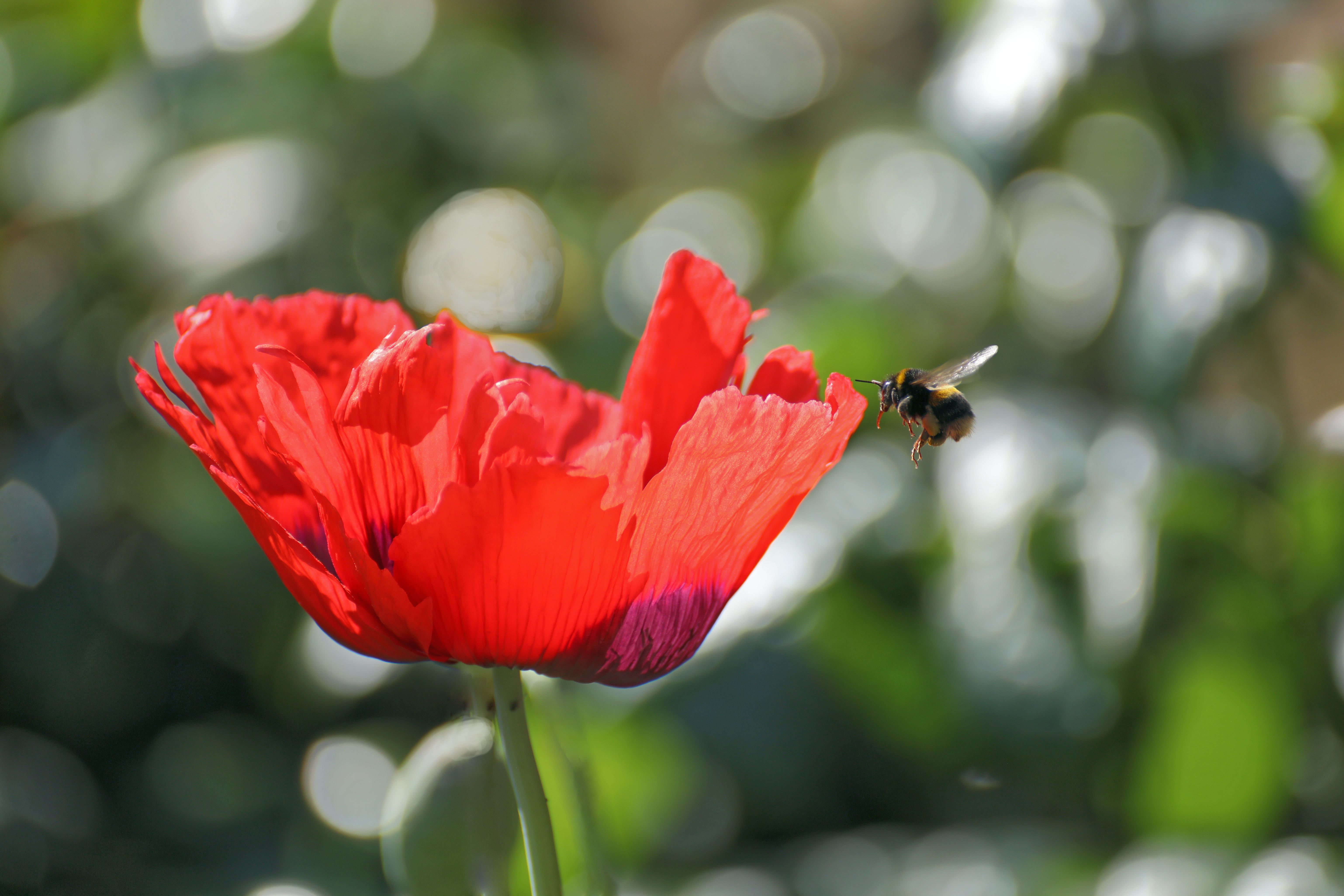 a red flower with a blurry background and a bee flying towards the flower