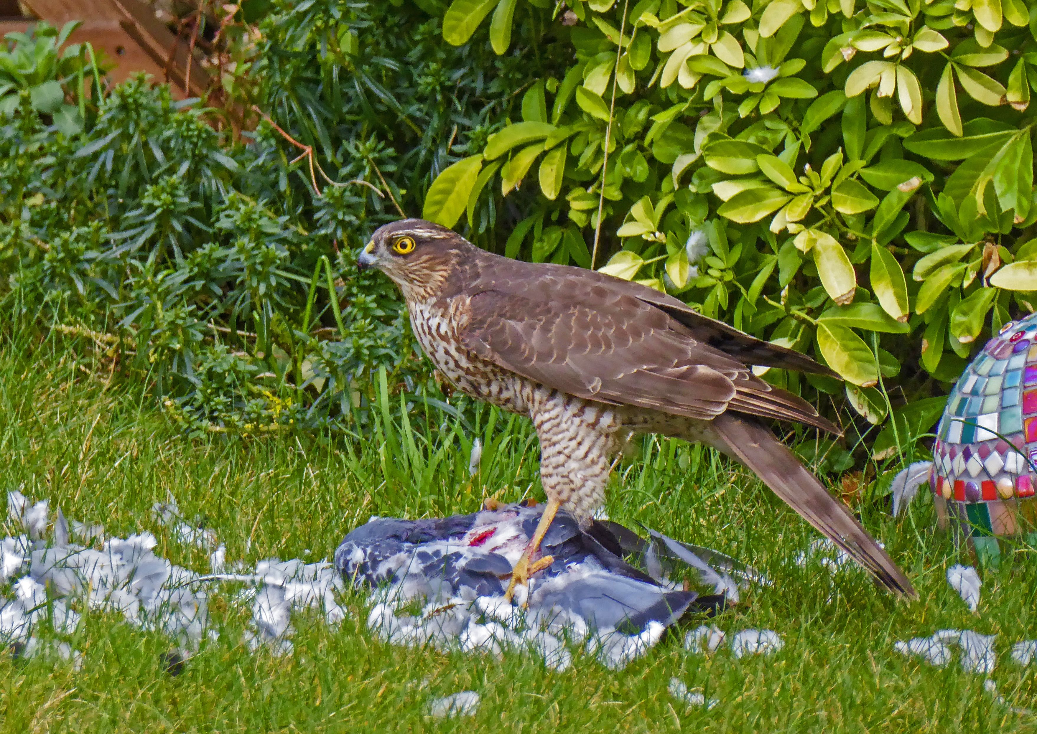 a brown bird on top of the remains of a grey bird in grass