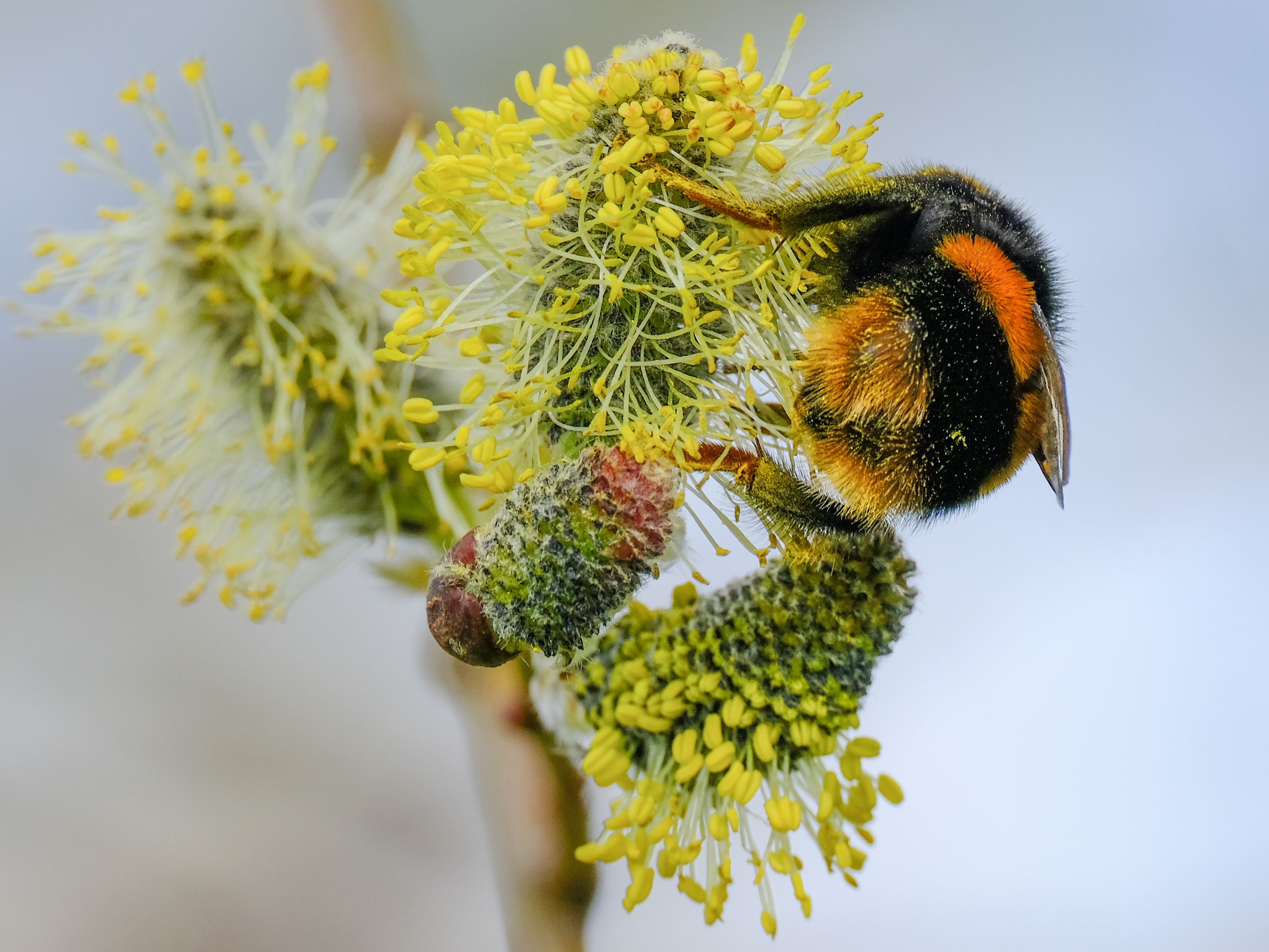 a small orange and black striped bee on a yellow flower