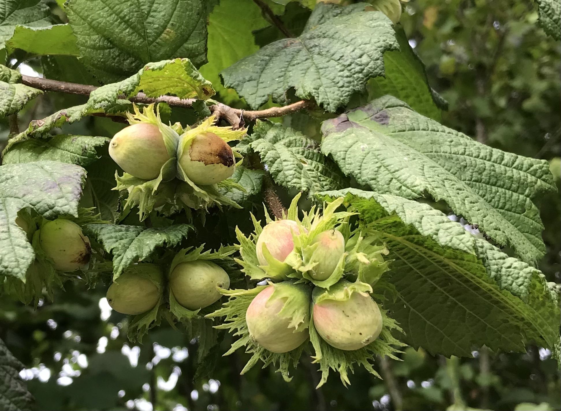 Green buds on a tree with big leaves surrounding